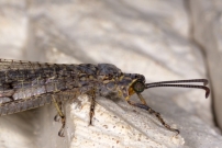 Le Fourmilion longicorne (Neuroptre - Myrmeleontidae - Distoleon tetragrammicus)